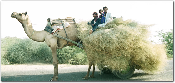 Local transport in Kutch