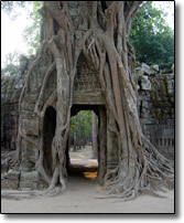 Temple Gateway and Strangler Fig