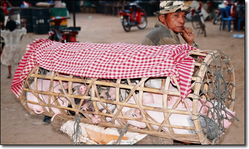 Pig Transport, Cambodia Style