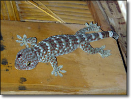 Giant Gecko