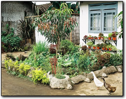 Small Family Garden in East Java