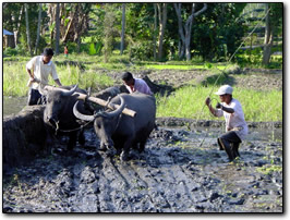Preparing a rice field with water buffalo