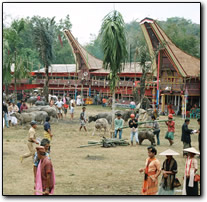 Torajan funeral: the funeral grounds with the animals to sacrifice