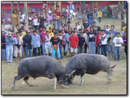 Torajan funeral: buffalo fights