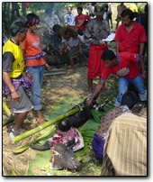 Torajan funeral: the slaughterhouse