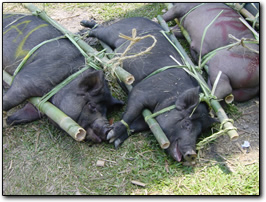 Torajan funeral: pigs are brought as gifts for the deceased