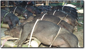 Pigs for sale at the Rantepao livestock market