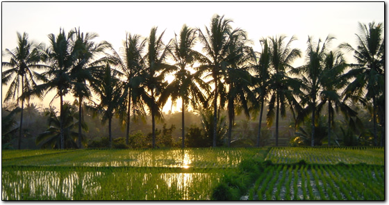 Sunset over rice paddies