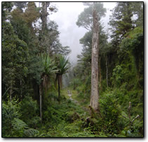 Papuan highland forest