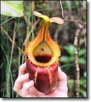 Nepenthes lowii