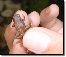 Smallest frog