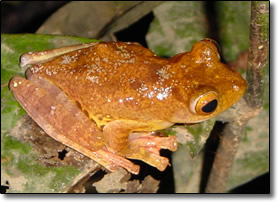 Night frog