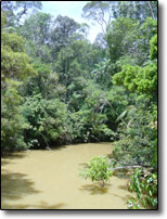 Similajau river