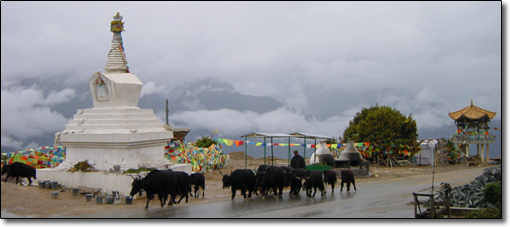 Tibetan Yaks and Stupa